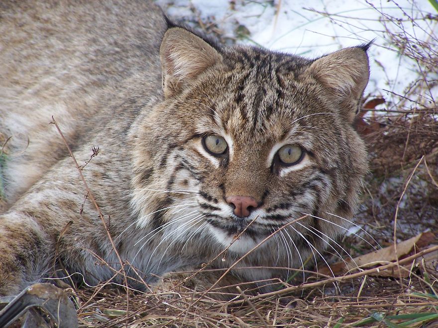 Help Prevent Bobcat Trapping!