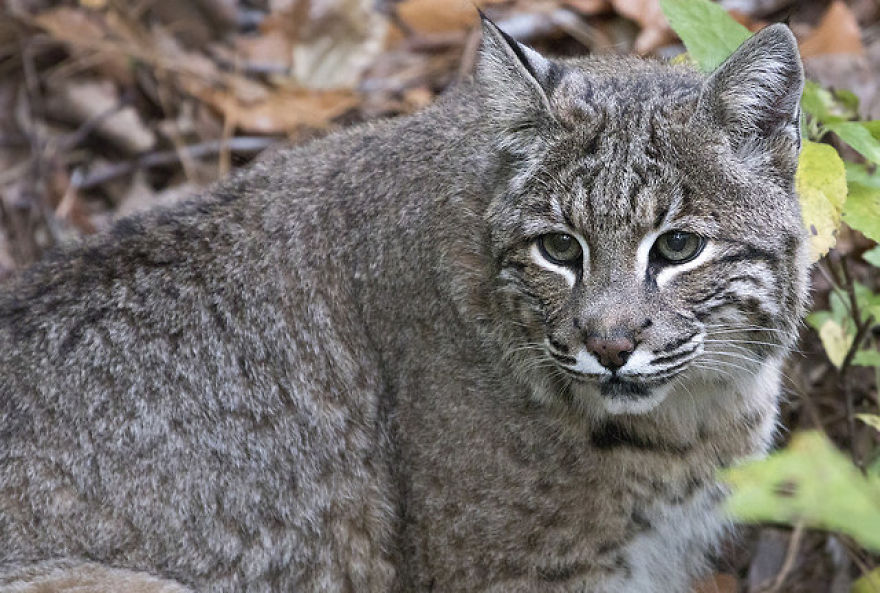 Help Prevent Bobcat Trapping!