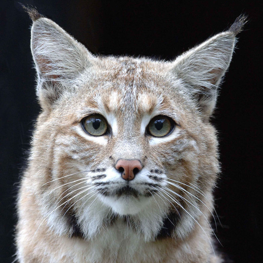 Help Prevent Bobcat Trapping!