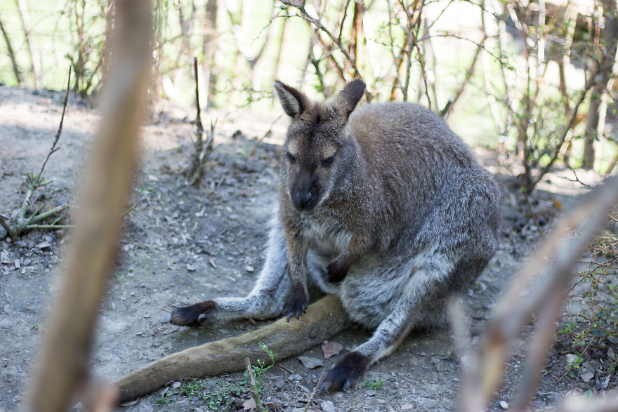 I Went To The Budapest Zoo To Take Some Real Pics.