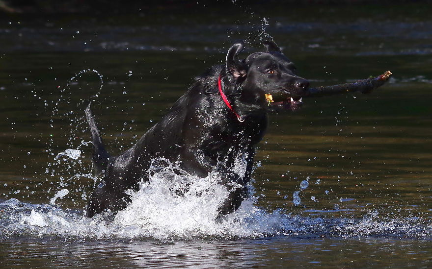 Otis The Black Labrador Loves Playing In The River Dee In North Wales