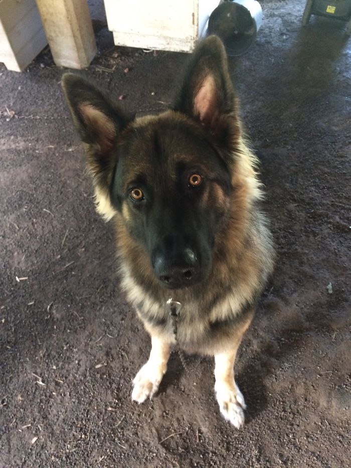 This Is My Brother's 1 Year Old German Shepherd, George, Look At All The Floof!