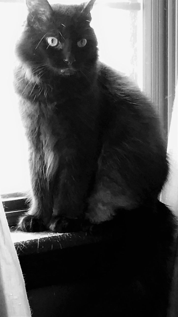 Prince Freddy Flicka Gittfoh - A Not So Great Mama Cat Had Kittens On Our Son's 11th Birthday. Four Kittens Expired The First Night And We Weren't Sure This One Would Survive, So We Told Our Son To Put Off Naming "Her". I Can Normally Tell The Sex Of Newborn Kittens. After Two Weeks, He Named "Her" Flicka. As Flicka Matured, We Caught "Her" Humping Another Female And A Vet Check Confirmed That "She" Was A "He". My 15 Year Old Son Wanted To Change His Name To Freddy After Freddy Mercury. I Decided To Give Him The Title Of Prince And My Husband Mostly Says, "Get The F$!k Out Of Here" To Him, Hence The Acronym Gittfoh. Every Family Member Gave Him A Name, But He Is "Prince" On His Vet Records And Mostly Answers To "Kitty".