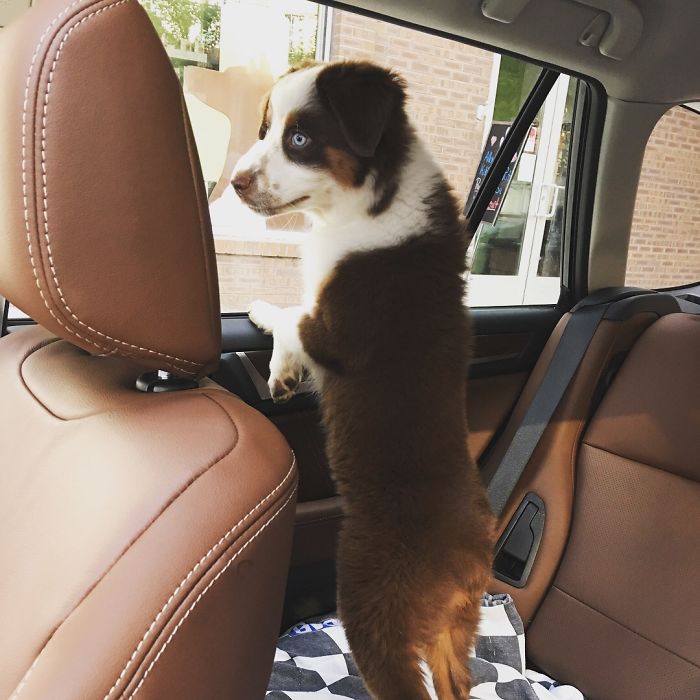 Here Is A Picture Of My Pupper Patiently Waiting For The Vet For The First Time!