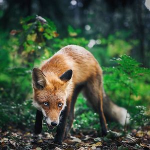 mariaanferova avatar