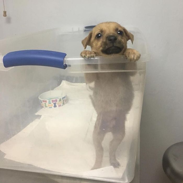 The Day Rudd Was Rescued From The Side Of The Road