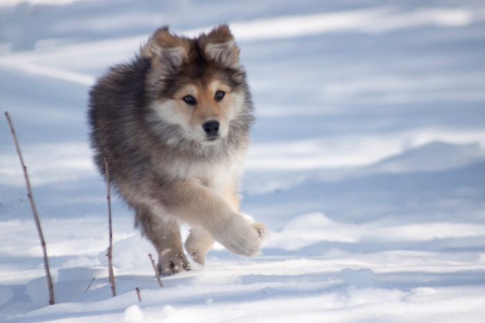 Fenrir 10 Weeks Old Swedish Wolfdog