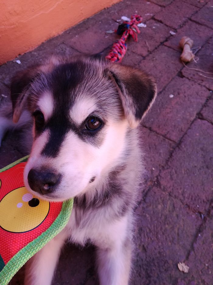 Saygow, Dimsum's Sister, Playing Chew The Lizard.