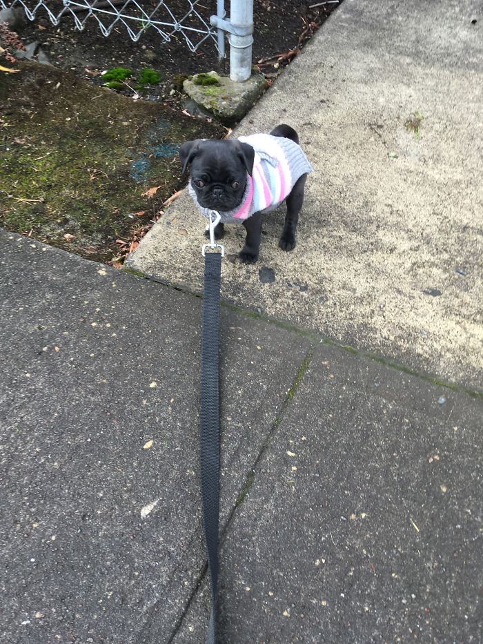 Monkey At About 3 Months, Too Little For Her Leash!
