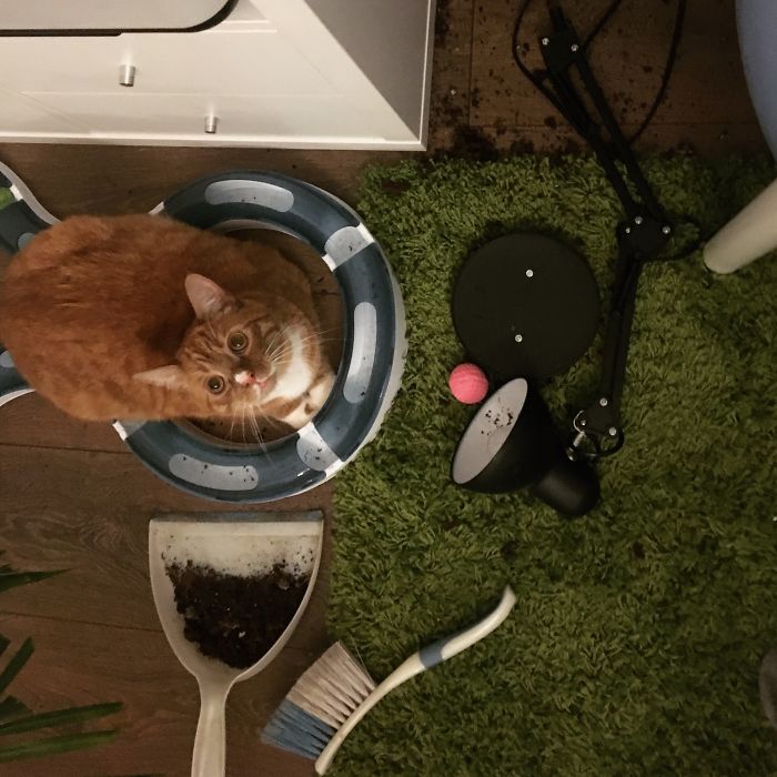 Welcome Home Human...