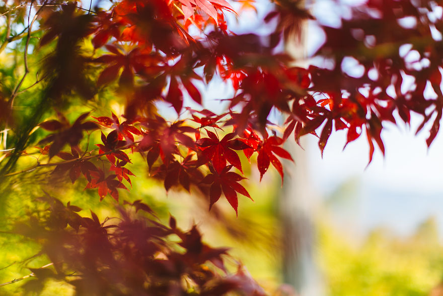 Momiji In Jojakkoji Temple, Western Kyoto