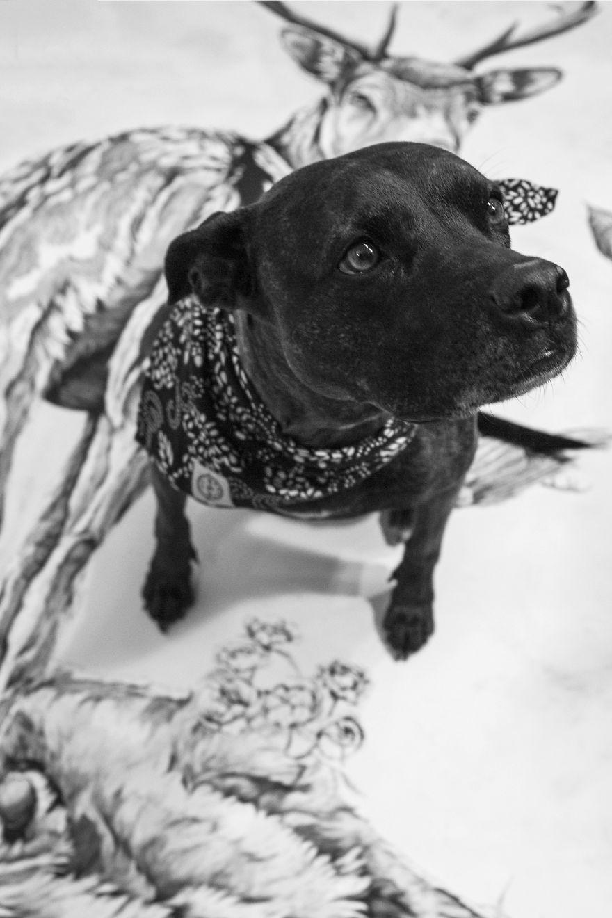 My Detailed Deer Illustration Took Me Two Weeks To Finish, And Here's The Result