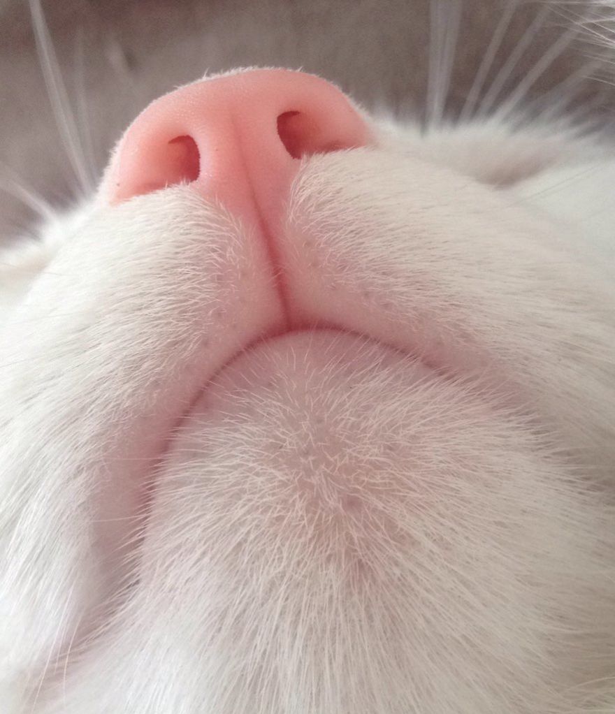 Cat-Noses-Macro-Photography