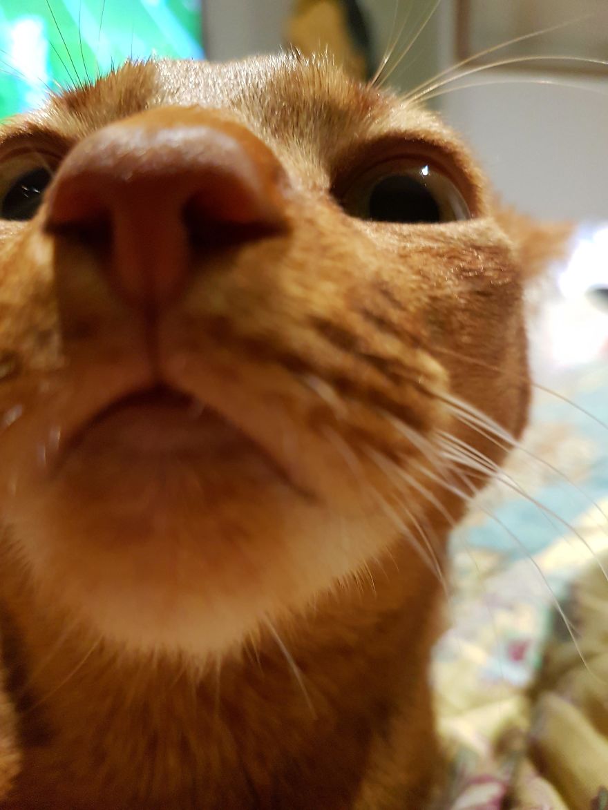 Cat-Noses-Macro-Photography