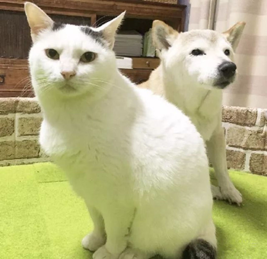 Leaving His Best Cat Friend Alone, The Dog With Alzheimer Went To Heaven&hellip;