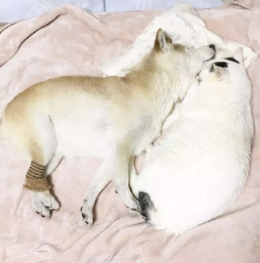 Leaving His Best Cat Friend Alone, The Dog With Alzheimer Went To Heaven&hellip;