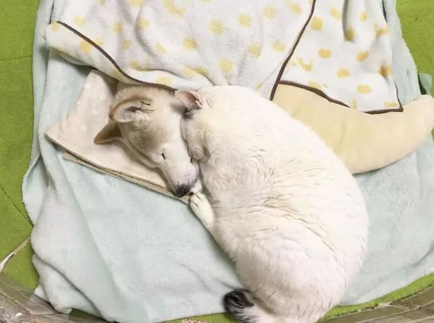 Leaving His Best Cat Friend Alone, The Dog With Alzheimer Went To Heaven&hellip;