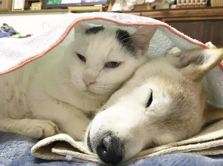 Leaving His Best Cat Friend Alone, The Dog With Alzheimer Went To Heaven&hellip;