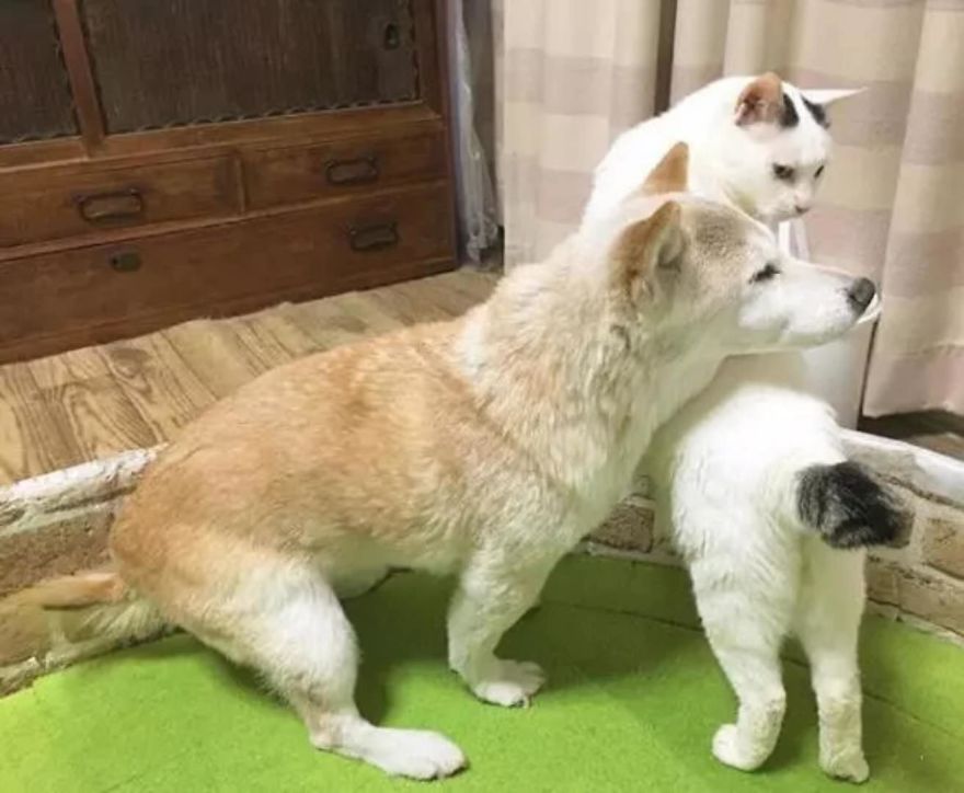 Leaving His Best Cat Friend Alone, The Dog With Alzheimer Went To Heaven&hellip;