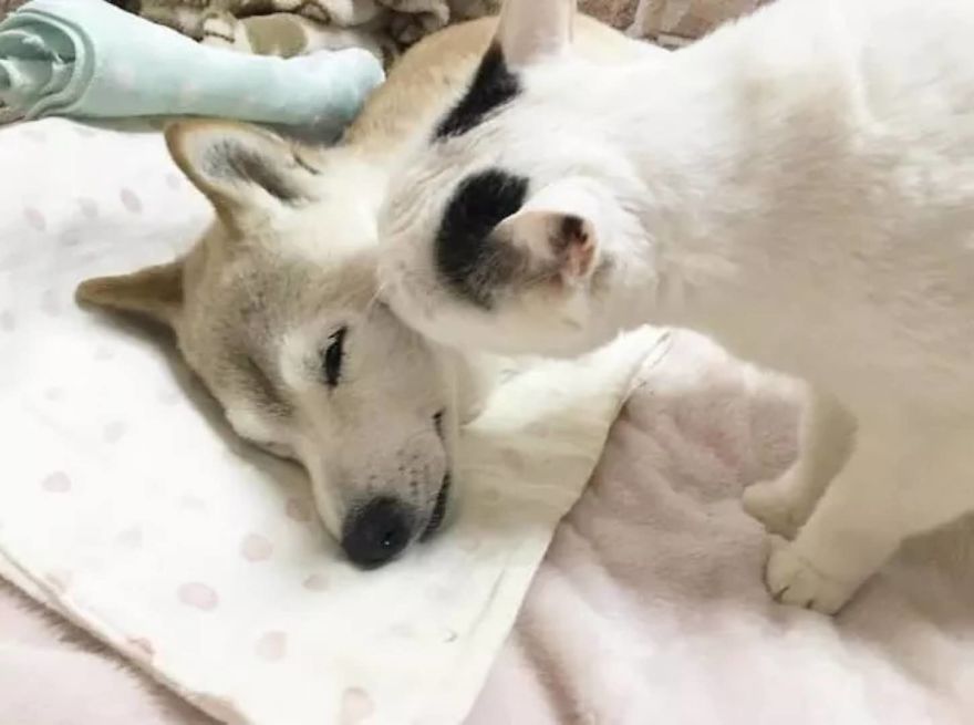 Leaving His Best Cat Friend Alone, The Dog With Alzheimer Went To Heaven&hellip;