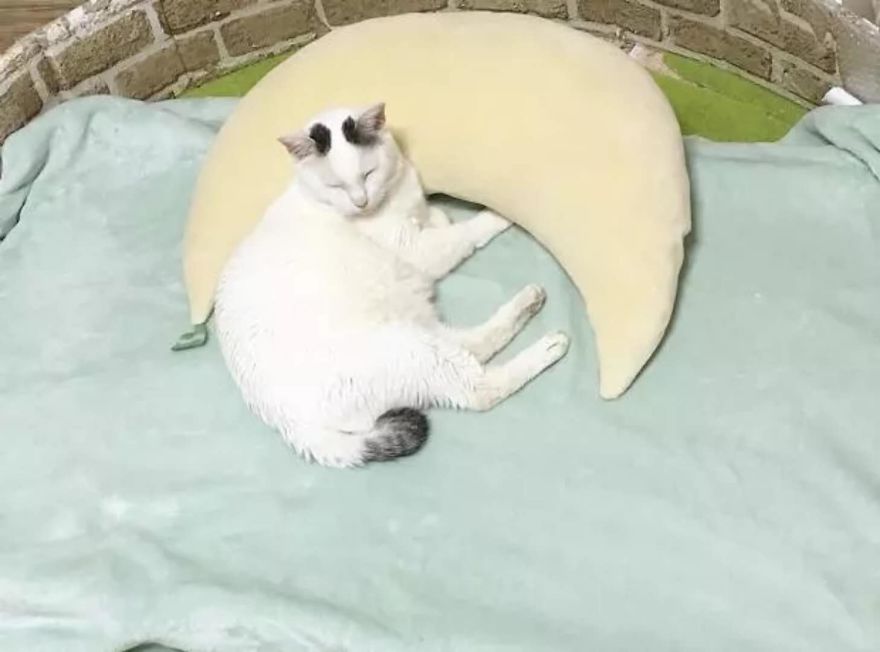 Leaving His Best Cat Friend Alone, The Dog With Alzheimer Went To Heaven&hellip;