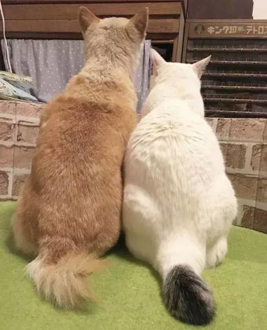 Leaving His Best Cat Friend Alone, The Dog With Alzheimer Went To Heaven&hellip;