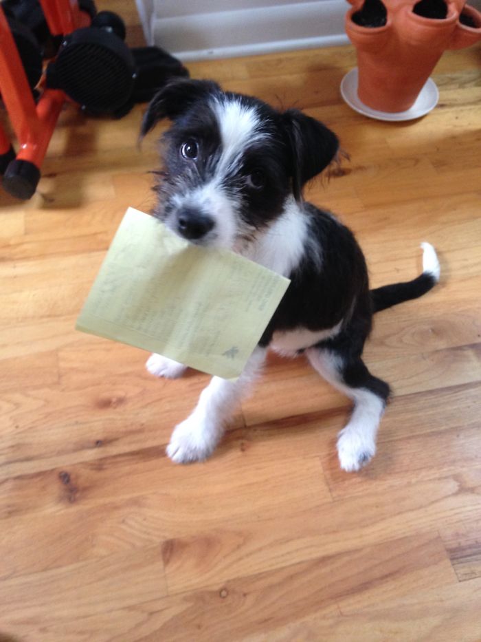 Meet The First Dogo Tax Accountant Ever, Luna!