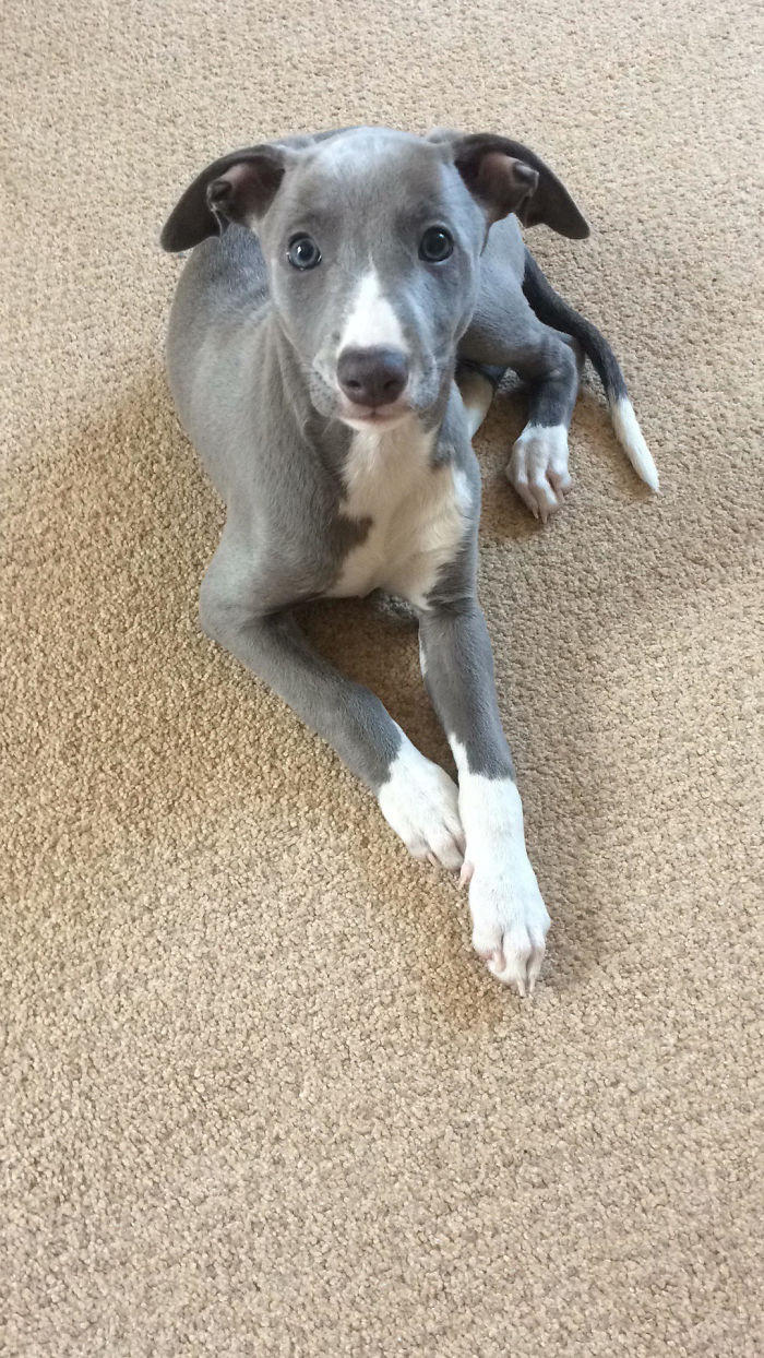 I Said Whippet! Whippet Real Good!