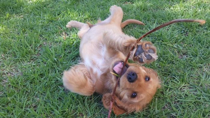 My Marley When He Was Still A Pupple