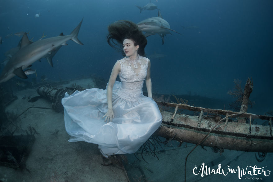 A Mermaid Swimming To Save Sharks A Mermaid Swimming To Save Sharks