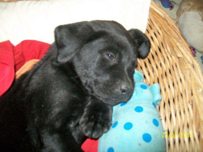 Poodle Bear 10wks Awwwwww