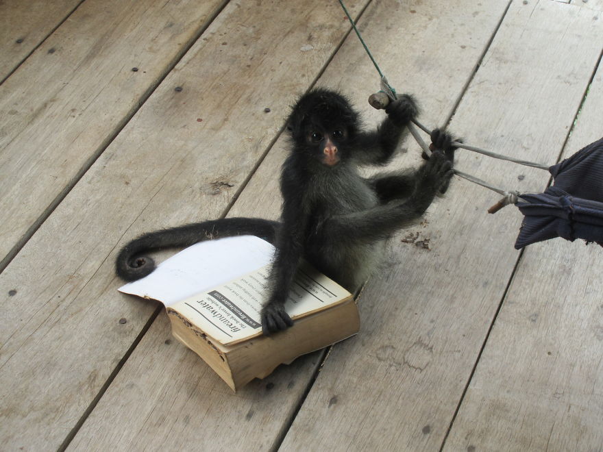 My Roommate Was A Baby Monkey My Roommate Was A Baby Monkey