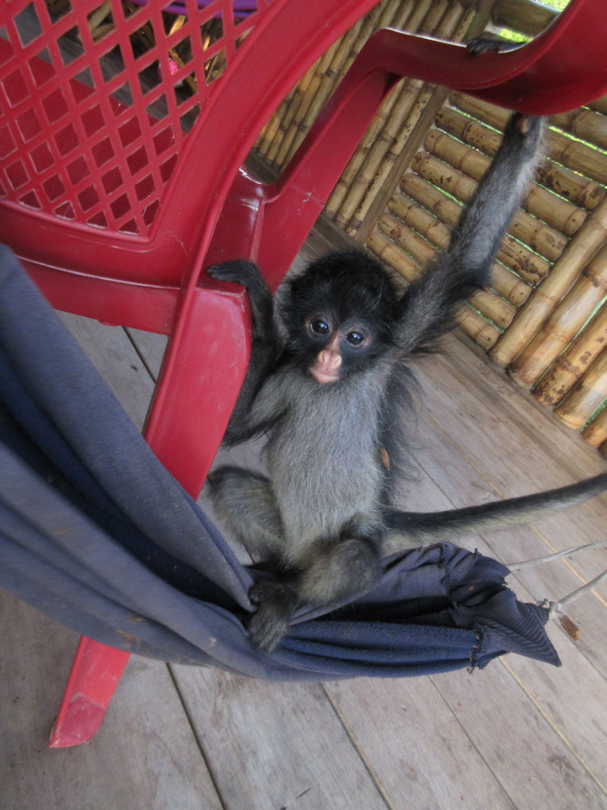 My Roommate Was A Baby Monkey My Roommate Was A Baby Monkey