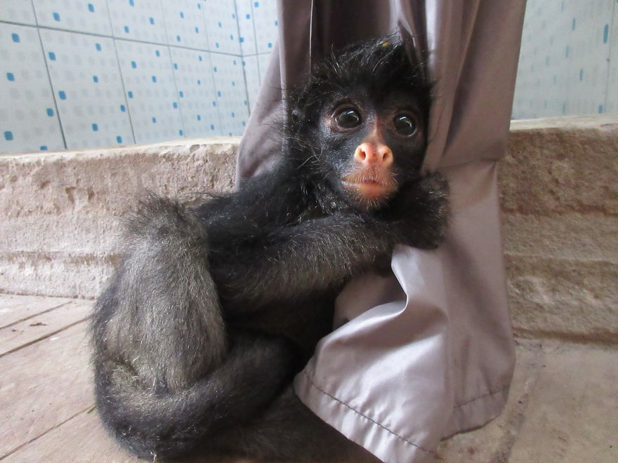 My Roommate Was A Baby Monkey My Roommate Was A Baby Monkey