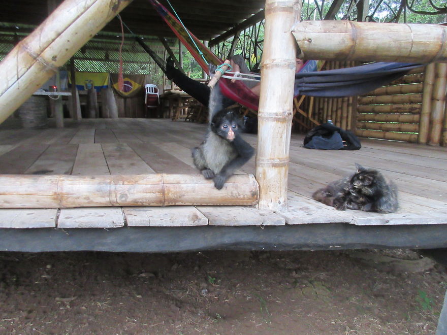 My Roommate Was A Baby Monkey My Roommate Was A Baby Monkey