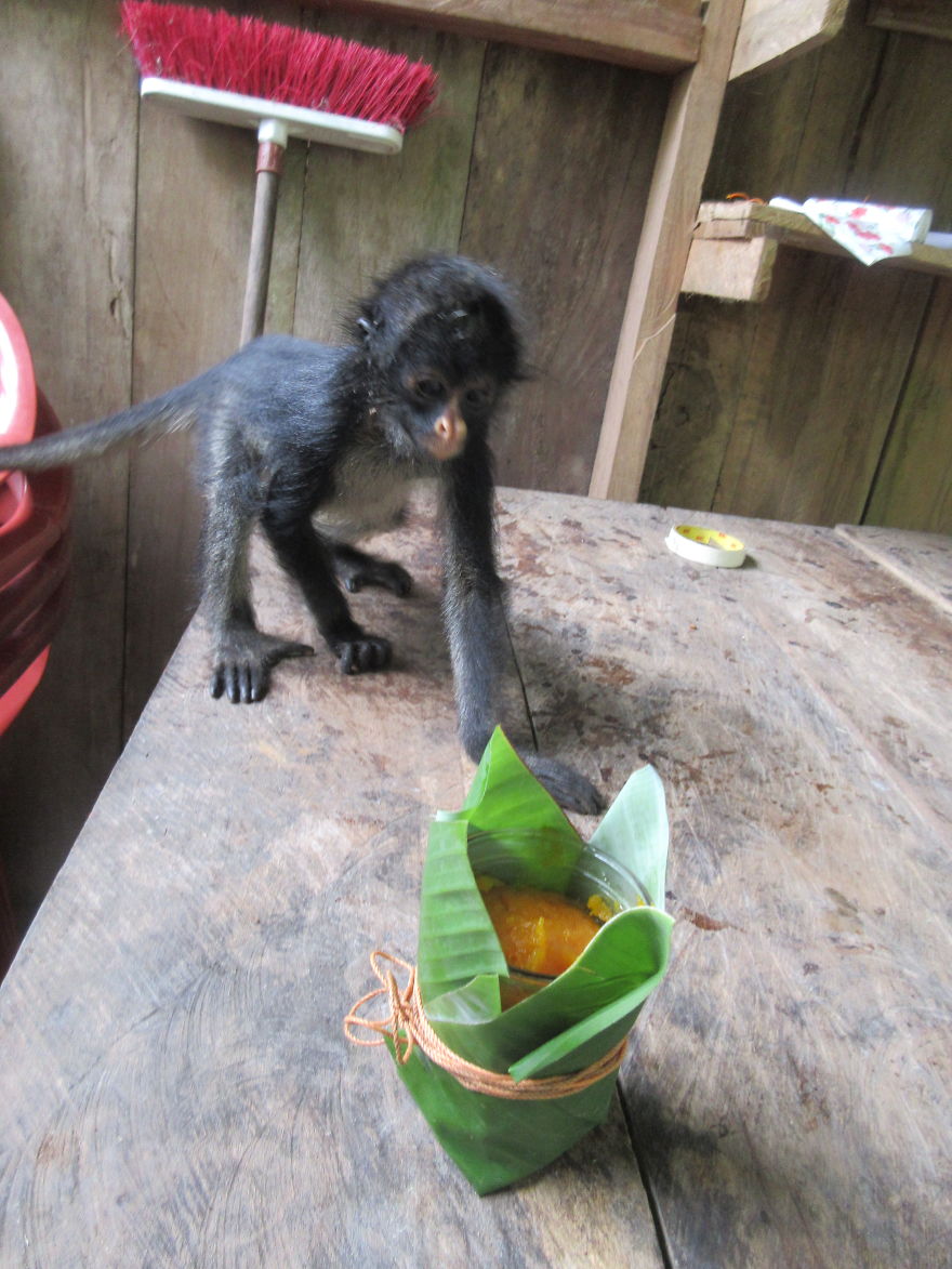 My Roommate Was A Baby Monkey