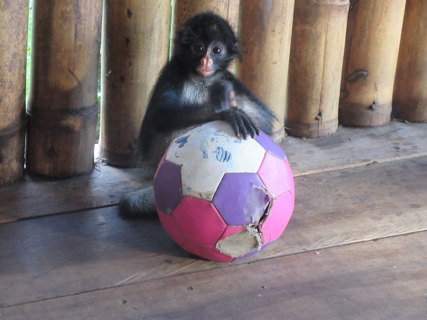 My Roommate Was A Baby Monkey My Roommate Was A Baby Monkey