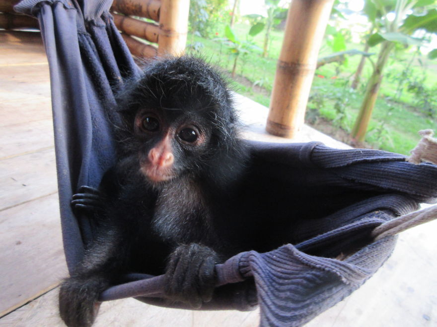 My Roommate Was A Baby Monkey My Roommate Was A Baby Monkey