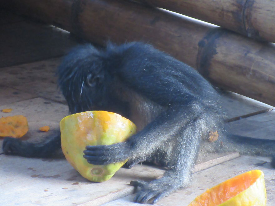 My Roommate Was A Baby Monkey