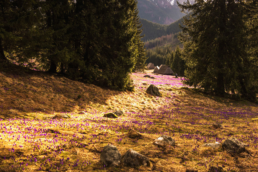 I Capture The Surreal Beauty Of Spring In Mountain Meadows In Poland I Capture The Surreal Beauty Of Spring In Mountain Meadows In Poland