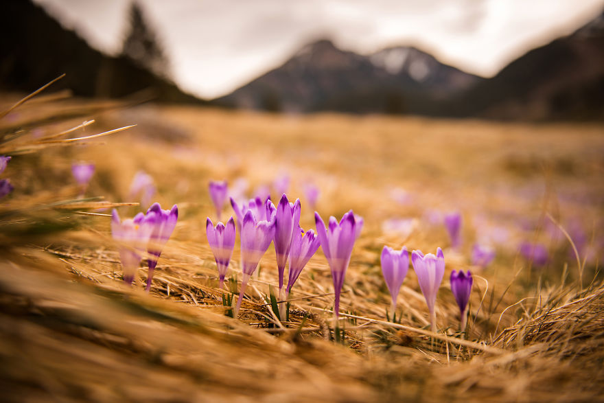 I Capture The Surreal Beauty Of Spring In Mountain Meadows In Poland I Capture The Surreal Beauty Of Spring In Mountain Meadows In Poland