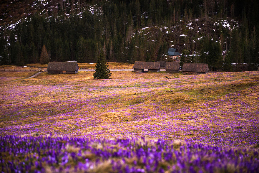 I Capture The Surreal Beauty Of Spring In Mountain Meadows In Poland I Capture The Surreal Beauty Of Spring In Mountain Meadows In Poland