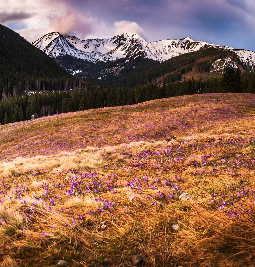 I Capture The Surreal Beauty Of Spring In Mountain Meadows In Poland