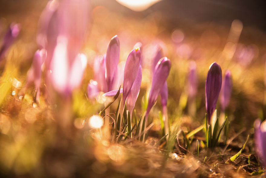 I Capture The Surreal Beauty Of Spring In Mountain Meadows In Poland