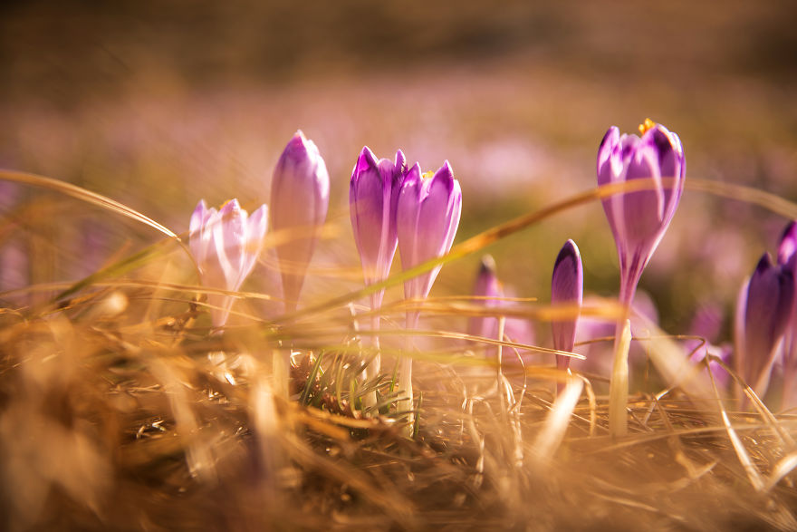 I Capture The Surreal Beauty Of Spring In Mountain Meadows In Poland I Capture The Surreal Beauty Of Spring In Mountain Meadows In Poland