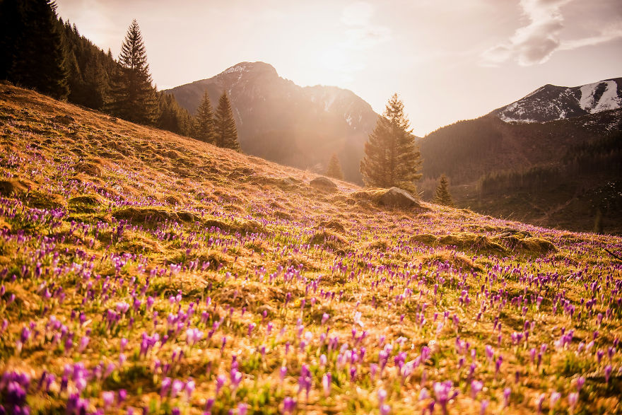 I Capture The Surreal Beauty Of Spring In Mountain Meadows In Poland I Capture The Surreal Beauty Of Spring In Mountain Meadows In Poland
