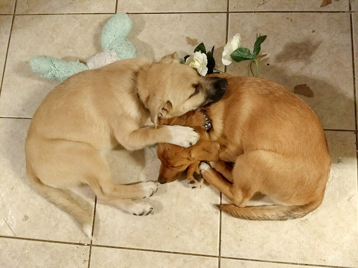 Pupper Sisters: Rose Ali & Georgia Ray