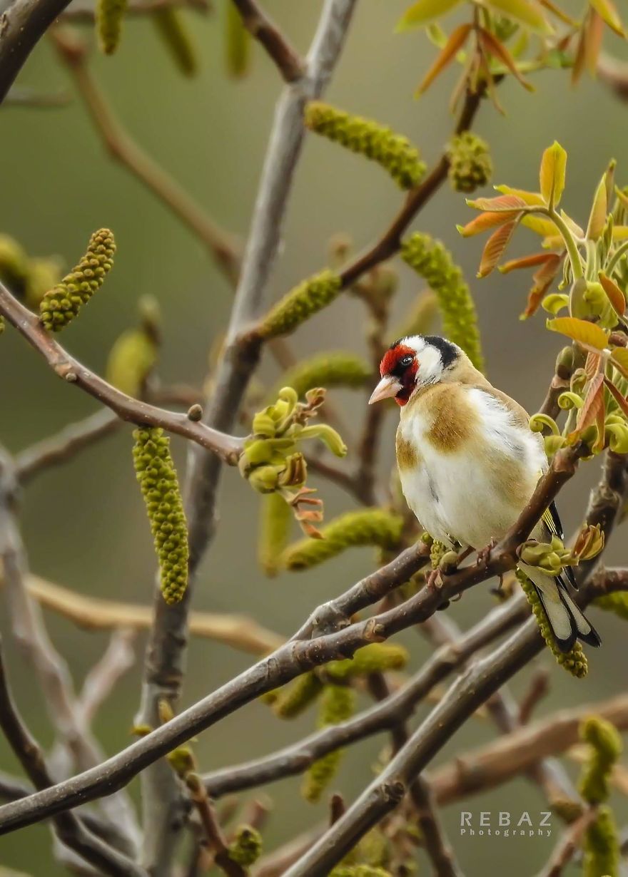 Photographer Captures The Distinct Beauty Of Natually Colorful Birds