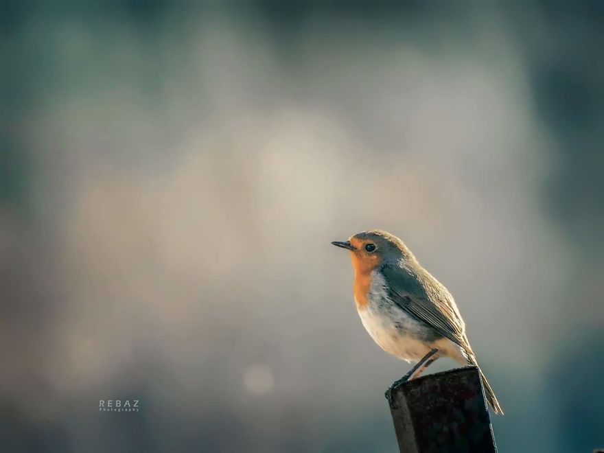 Photographer Captures The Distinct Beauty Of Natually Colorful Birds
