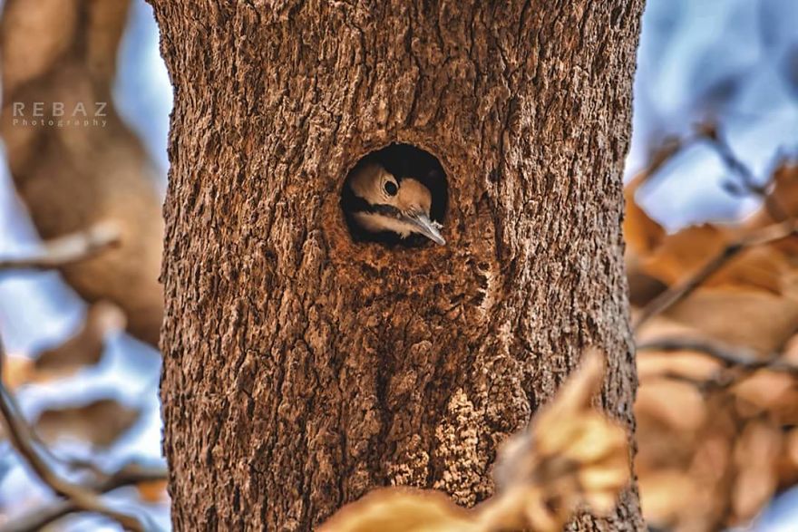 Photographer Captures The Distinct Beauty Of Natually Colorful Birds